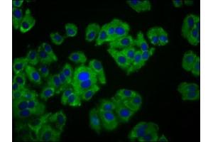 Immunofluorescence staining of HepG2 cells with ABIN7165474 at 1:133, counter-stained with DAPI.