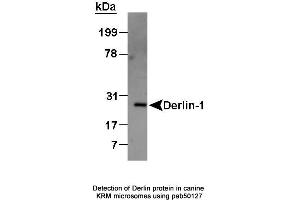 Image no. 2 for anti-Der1-Like Domain Family, Member 1 (DERL1) (AA 200-251), (C-Term) antibody (ABIN363436)