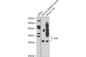 Western blot analysis of extracts of various cell lines, using C antibody  at 1:1000 dilution. (CA8 Antikörper  (AA 1-290))