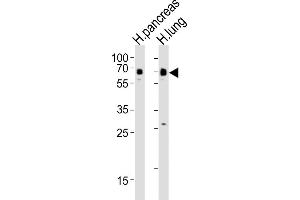 All lanes : Anti-SSTR1 Antibody (C-term) at 1:4000 dilution Lane 1: human pancreas lysates Lane 2: human lung lysates Lysates/proteins at 20 μg per lane. (SSTR1 Antikörper  (C-Term))