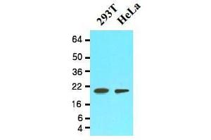 Western Blotting (WB) image for anti-Peptidylprolyl Isomerase F (PPIF) (AA 30-207) antibody (ABIN356236) (PPIF Antikörper  (AA 30-207))