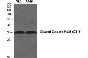 Western Blot (WB) analysis of specific cells using Cleaved-Caspase-9 p35 (D315) Polyclonal Antibody. (Caspase 9 p35 (Asp315), (cleaved) Antikörper)