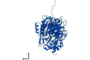 Protein Structure (PS) image for FGGY Carbohydrate Kinase Domain Containing (FGGY) (AA 1-552) protein (His tag) (ABIN7561924)