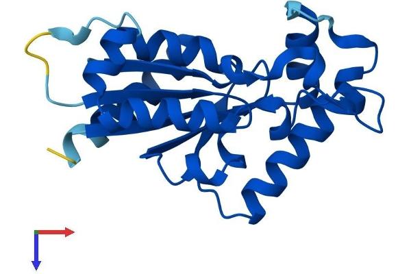 ITGB1BP3 Protein (AA 1-195) (His tag)