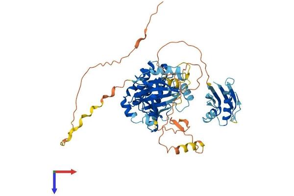 STK39 Protein (AA 1-556) (His tag)