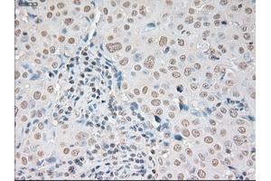 Immunohistochemical staining of paraffin-embedded pancreas tissue using anti-SOX17 mouse monoclonal antibody. (SOX17 Antikörper  (AA 177-414))