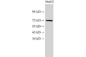 Western Blot analysis of HepG2 cell using Lamin B1 Polyclonal Antibody at dilution of 1:1000 (Lamin B1 Antikörper)