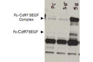 Western blot using Cd97 polyclonal antibody  shows detection of bands corresponding to free Fc-Cd97- (5EGF) (lower arrowhead) and Fc-Cd97- (5EGF) present as a complex (upper arrowhead) in lysates from COS cells. (CD97 Antikörper  (AA 1-512))
