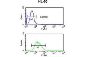 RNH2C Antibody (Center) flow cytometric analysis of HL-60 cells (bottom histogram) compared to a negative control cell (top histogram). (RNASEH2C Antikörper  (Middle Region))