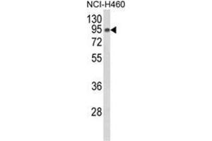 Western blot analysis of SLC3A1 Antibody (Center) in NCI-H460 cell line lysates (35ug/lane). (SLC3A1 Antikörper  (Middle Region))