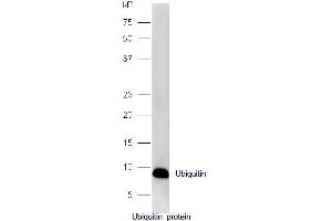 Ubiquitin protein probed with Rabbit Anti-Ubiquitin Polyclonal Antibody, Unconjugated  at 1:5000 for 90 min at 37˚C. (Ubiquitin Antikörper  (AA 1-76))