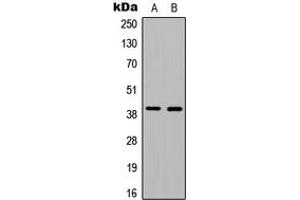 Western blot analysis of Ataxin 7L3 expression in HEK293T (A), MCF7 (B) whole cell lysates. (ATXN7L3 Antikörper  (Center))
