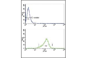 IL12A Antibody (C-term) (ABIN652744 and ABIN2842492) flow cytometry analysis of MDA-M cells (bottom histogram) compared to a negative control cell (top histogram). (IL12A Antikörper  (C-Term))