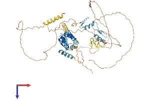 ZBTB46 Protein (AA 1-589) (His tag)