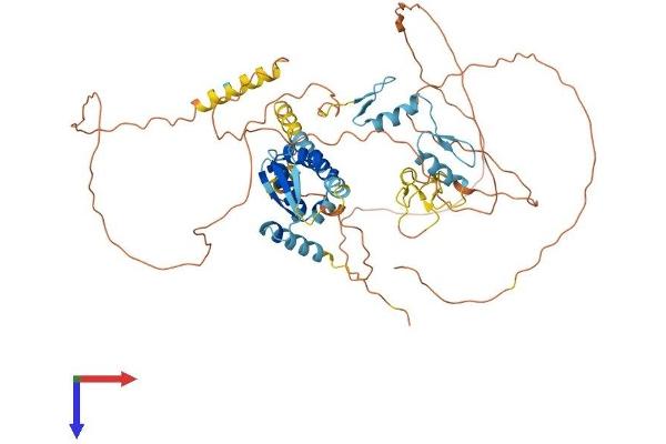ZBTB46 Protein (AA 1-589) (His tag)