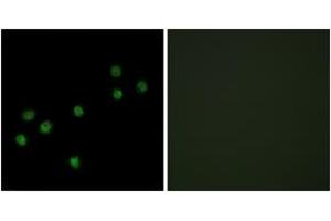 Immunofluorescence analysis of HepG2 cells, using Centromeric Protein A (Ab-7) Antibody. (CENPA Antikörper  (AA 1-50))