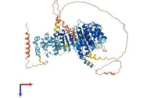 LRRC41 Protein (AA 1-812) (His tag)