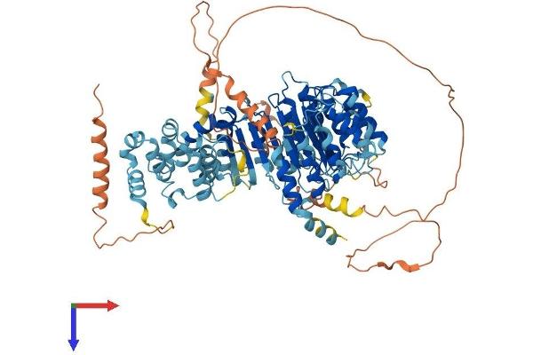 LRRC41 Protein (AA 1-812) (His tag)