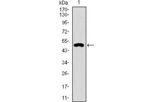 Western blot analysis using CD33 antibody against HEK293 (1) and CD33 (AA: 15-237) -hIgGFc transfected HEK293 (2) cell lysate. (CD33 Antikörper  (AA 15-237))
