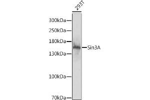 Western blot analysis of extracts of 293T cells, using Sin3A antibody (ABIN6132657, ABIN6147774, ABIN6147775 and ABIN6218102) at 1:1000 dilution. (SIN3A Antikörper  (AA 1-120))