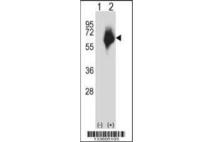 Western blot analysis of MMP2 using rabbit polyclonal MMP2 Antibody using 293 cell lysates (2 ug/lane) either nontransfected (Lane 1) or transiently transfected (Lane 2) with the MMP2 gene. (MMP2 Antikörper  (AA 303-331))