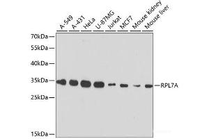 Western blot analysis of extracts of various cell lines using RPL7A Polyclonal Antibody at dilution of 1:3000. (RPL7A Antikörper)