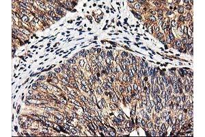 Image no. 8 for anti-Heme Oxygenase (Decycling) 2 (HMOX2) antibody (ABIN1498691) (HMOX2 Antikörper)