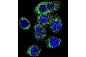 Immunofluorescence (IF) image for anti-Caspase 12 (Gene/pseudogene) (CASP12) antibody (ABIN2996496)