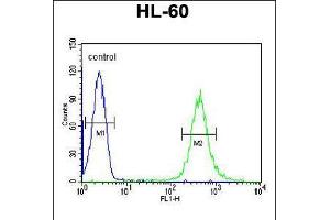 Flow cytometric analysis of HL-60 cells (right histogram) compared to a negative control cell (left histogram). (HOXA3 Antikörper  (C-Term))