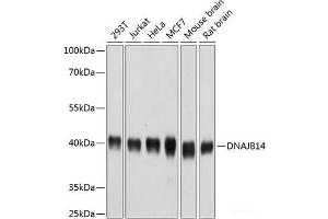 Western blot analysis of extracts of various cell lines using DNAJB14 Polyclonal Antibody at dilution of 1:1000.