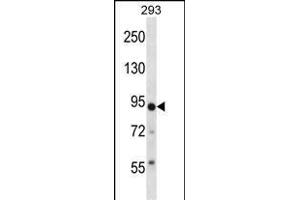 TRIM36 Antibody (Center) (ABIN657728 and ABIN2846713) western blot analysis in 293 cell line lysates (35 μg/lane).