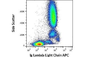 Flow cytometry surface staining pattern of human peripheral whole blood stained using anti-human Ig Lambda Light Chain (4C2) APC (10 μL reagent / 100 μL of peripheral whole blood). (Lambda-IgLC Antikörper  (APC))