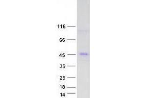 Western Blotting (WB) image for Transmembrane Protein 231 (TMEM231) (Transcript Variant 2) protein (Myc-DYKDDDDK Tag) (ABIN2733887)