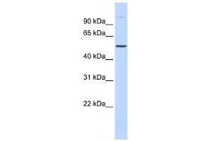 C19orf2 antibody used at 0.