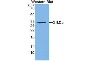 Western Blotting (WB) image for anti-Kallikrein 1 (KLK1) (AA 21-261) antibody (ABIN3207468) (Kallikrein 1 Antikörper  (AA 21-261))