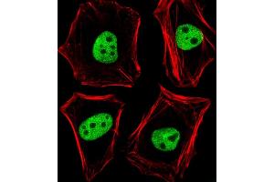 Fluorescent image of Hela cells stained with TLE1 Antibody (N-term) (ABIN6244026 and ABIN6577784). (TLE1 Antikörper  (N-Term))