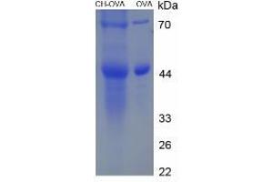 Image no. 1 for Cholesterol (CH) protein (Ovalbumin) (ABIN1880285) (Cholesterol Protein (CH) (Ovalbumin))