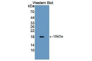 Western Blotting (WB) image for anti-Insulin Like Protein 3 (AA 2-129) antibody (ABIN1868721) (Insulin Like Protein 3 (AA 2-129) Antikörper)