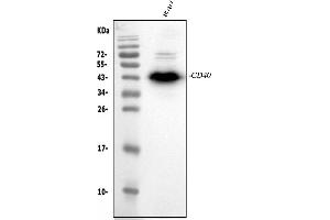 Western blot analysis of CD40/TNFRSF5 using anti-CD40/TNFRSF5 antibody (ABIN4886525). (CD40 Antikörper  (AA 21-193))