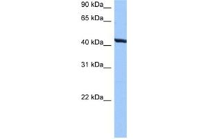 WB Suggested Anti-TMEM118 Antibody Titration:  0. (RNFT2 Antikörper  (N-Term))