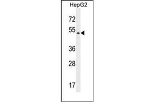 Western blot analysis of DPEP3 Antibody (C-term) in HepG2 cell line lysates (35ug/lane). (DPEP3 Antikörper  (C-Term))
