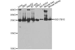 Western blot analysis of extracts of various cell lines, using HSD17B10 antibody.