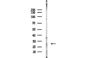 anti-Synaptosomal-Associated Protein, 29kDa (SNAP29) (N-Term) antibody