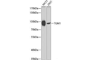 Western blot analysis of extracts of various cell lines using TGM1 Polyclonal Antibody at dilution of 1:1000. (TGM1 Antikörper)