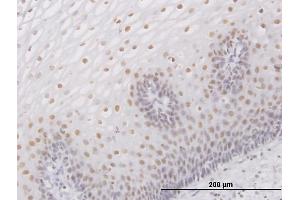 Immunoperoxidase of purified MaxPab antibody to SMARCB1 on formalin-fixed paraffin-embedded human esophagus. (SMARCB1 Antikörper  (AA 1-385))