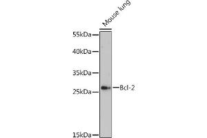 Western blot analysis of extracts of Mouse lung, using Bcl-2 Rabbit pAb (ABIN7265813) at 1:500 dilution. (Bcl-2 Antikörper  (AA 1-100))