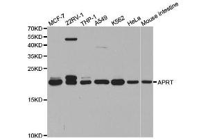 Western blot analysis of extracts of various cell lines, using APRT antibody. (APRT Antikörper  (AA 1-180))