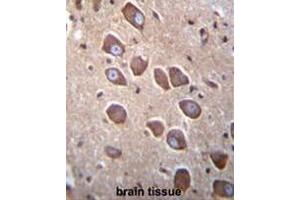 PCDHA3 Antibody (C-term) immunohistochemistry analysis in formalin fixed and paraffin embedded human brain tissue followed by peroxidase conjugation of the secondary antibody and DAB staining. (PCDHA3 Antikörper  (C-Term))