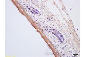 Formalin-fixed and paraffin embedded mouse embryo labeled with Anti-AQP7 Polyclonal Antibody, Unconjugated (ABIN741255) at 1:200, followed by conjugation to the secondary antibody and DAB staining (Aquaporin 7 Antikörper  (AA 251-342))