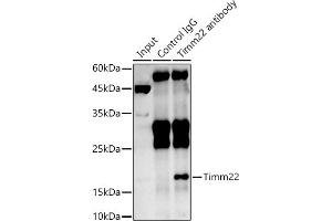 Immunoprecipitation analysis of 600 μg extracts of Rat brain cells using 3 μg Timm22 antibody (ABIN7270926). (TIMM22 Antikörper)